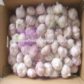 Chinese Wholesale Dried Garlic on Hot Sale